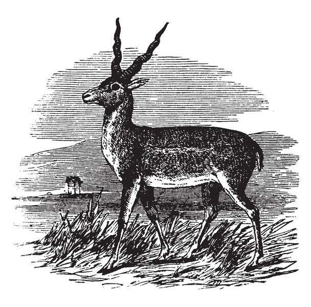 L'antilope di Sasin è abbondante nelle pianure asciutte aperte dell'India, disegno vintage o illustrazione dell'incisione
. - Vettoriali, immagini