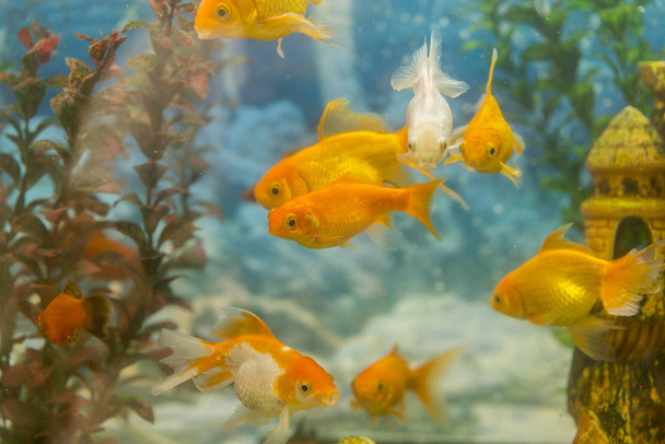 Тропические красочные рыбы плавают в аквариуме с растениями. рыба в пресноводном аквариуме с зелеными красивыми тропическими растениями
 - Фото, изображение