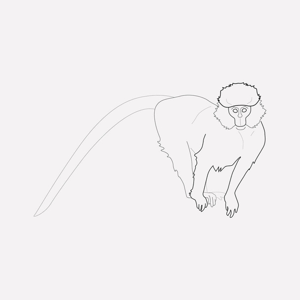Elemento de línea de icono de Marmoset. Ilustración vectorial de la línea de iconos de marmoset aislada en un fondo limpio para el diseño del logotipo de su aplicación móvil web
. - Vector, imagen