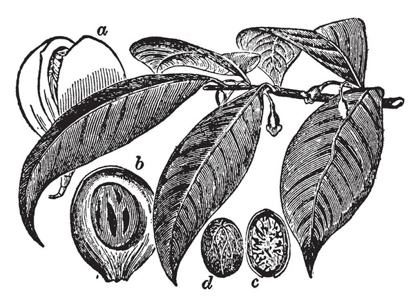 This picture shows the shape and format of leaves of Arbor Vitae plant. The leaves are somewhat egg-shape, closely pressed in four rows up and are scale liked, vintage line drawing or engraving illustration. - Vector, Image