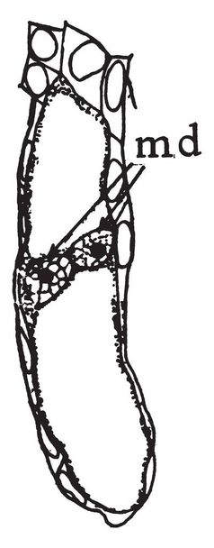 De afbeelding toont een Houstonia Bluets ook bekend als Houstonia Caerulea en het behoort tot de familie van meekrap. Het produceert opvallende bloemen. Deze bloemen zijn vier-afscheid met bleke blauwe bloemblaadjes en een geel centrum, vintage lijntekening of gravure illustratie. - Vector, afbeelding