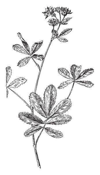 Folhas com seios quase circulares de uma planta de carvalho escarlate, desenho de linha vintage ou ilustração gravura
. - Vetor, Imagem