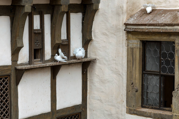white pigeons on the wall of Wartburg castle - Photo, Image