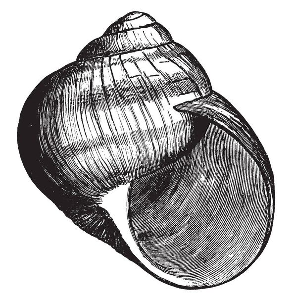 Roman Snail Shell also called the Burgundy snail or escargot when used in cooking, vintage line drawing or engraving illustration. - Vector, Imagen