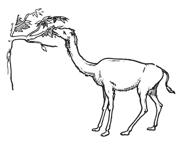 camello jirafa primitiva es un ungulado de dedos pares en el género Camelus, dibujo de línea vintage o ilustración grabado
. - Vector, Imagen