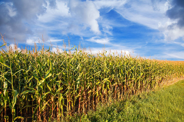 maïsveld op zomerdag helder, zonnig en bewolkt - Foto, afbeelding