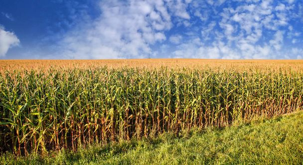 polu kukurydzy na jasny słoneczny letni pochmurny dzień - Zdjęcie, obraz