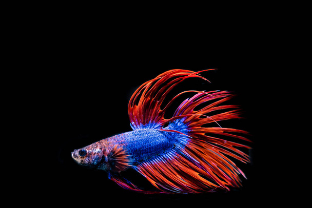 красивая сиамская боевая рыба на черном фоне
 - Фото, изображение