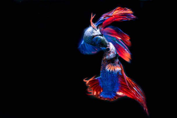 schöne siamesische Kampffische auf schwarzem Hintergrund - Foto, Bild