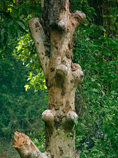 Kmen stromu v abstraktní formě - Fotografie, Obrázek