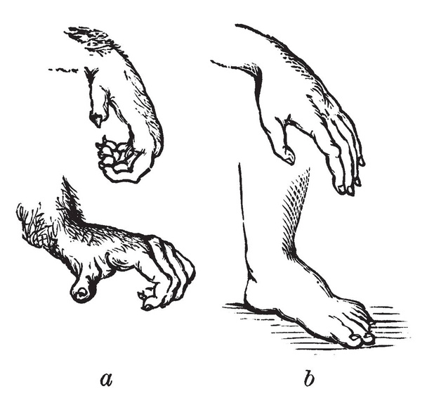 The power possessed by the hand of a human is chiefly depended upon the size and power of the thumb which is more developed in humans than it is in the highest apes, vintage line drawing or engraving illustration. - Vector, Image
