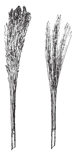 Besenkorn ist eine Sorte von Sorghum, die für die Herstellung von Besen verwendet wird. die Ginsterpflanze wurde erstmals in Italien in den späten 1500er Jahren beschrieben, Vintage-Linienzeichnung oder Gravierillustration. - Vektor, Bild