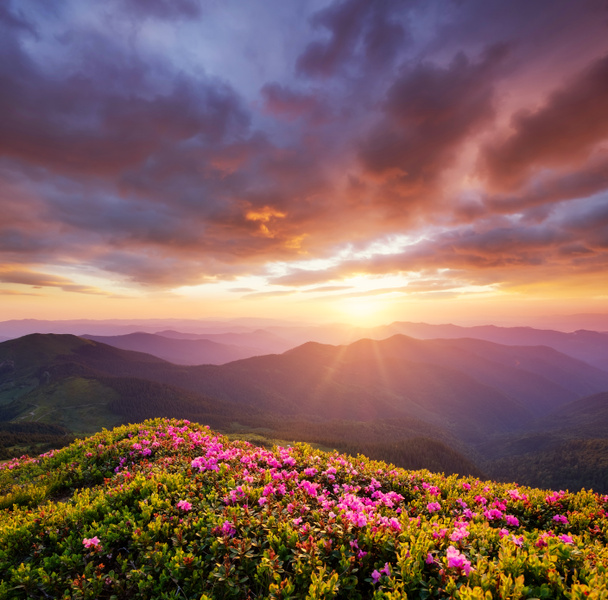 Las montañas durante las flores florecen y amanecen. Flores en las colinas de montaña. Hermoso paisaje natural en la hora de verano. Fondo natural
 - Foto, imagen