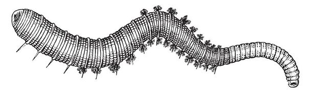 Lugworm είναι ένα μεγάλο θαλάσσιο σκουλήκι από τη συνομοταξία Δακτυλιοσκώληκες, vintage γραμμή σχεδίασης ή εικόνα χαρακτική. - Διάνυσμα, εικόνα