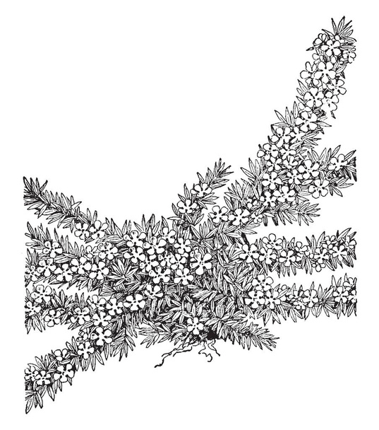 Un'immagine mostra il muschio di Pyxie. Pyxie Moss è un piccolo arbusto sempreverde strisciante. Le foglie sono come ago, disegno a linee vintage o illustrazione incisione
. - Vettoriali, immagini