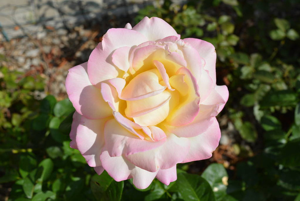 Onvergetelijke charmante bud van een bloeiende roos van tedere witte, crème kleur met een roze - Foto, afbeelding