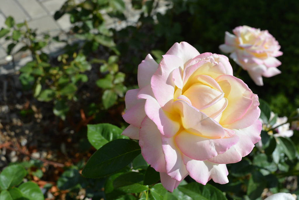Onvergetelijke charmante bud van een bloeiende roos van tedere witte, crème kleur met een roze - Foto, afbeelding