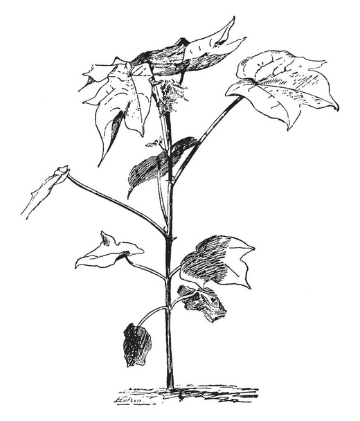 Куст растения высокий и широко распространенный. Листья хлопчатобумажных растений лопаются с 3-5 кончиками листьев, рисунок винтажной линии или гравировка иллюстрации
. - Вектор,изображение