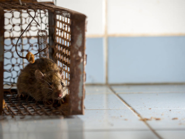 La rata estaba atrapada en una jaula. La rata tiene contagio de la enfermedad a los seres humanos como la leptospirosis, la peste. Las casas y viviendas no deben tener ratones. Las enfermedades contagiosas animales previenen
 - Foto, Imagen