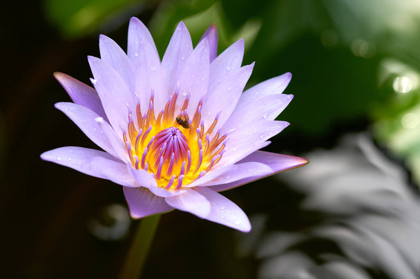 The lotus (water lily) blossom in the morning every day. Was planted in a basin. The feeling of fresh morning. Buddhist people Lotus With the merit. - Photo, Image