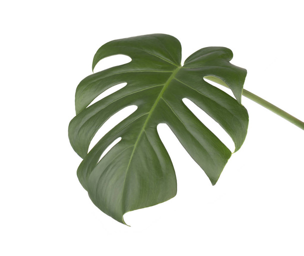 Tropical jungle monstera leaves isolated, swiss cheese plant, isolated on white background - Photo, Image