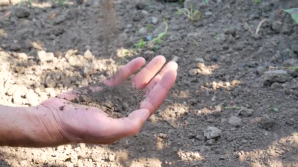 Gardener hands preparing soil for seedling in ground - Séquence, vidéo