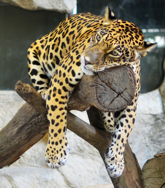ideges jaguar - Fotó, kép