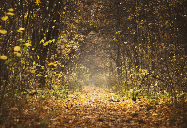 Bosque de otoño paisaje, hermosa escena con rayos de sol
 - Foto, imagen