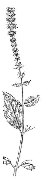 Аркуш Mucronate листя є дуже щілину і листя композиція є альтернативні, vintage штриховий малюнок або гравірування ілюстрація. - Вектор, зображення