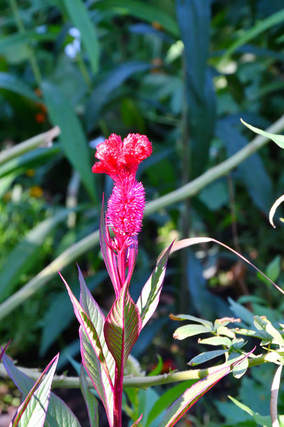 Amaranth flower in the summer garden on a hot day - Фото, изображение