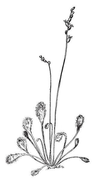 Obrázek ukazuje Marsh St John je Wort rostlin. To je také nazýváno jako Hypericum elodes. Patří to k třezalkovité. Květ petal barvu růžovou až červenou a listy jsou jednoduché, vintage perokresba nebo gravírování obrázku. - Vektor, obrázek