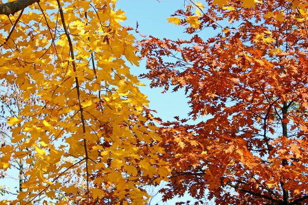 Colourful autumn leaves infront of the sky - Foto, Imagen