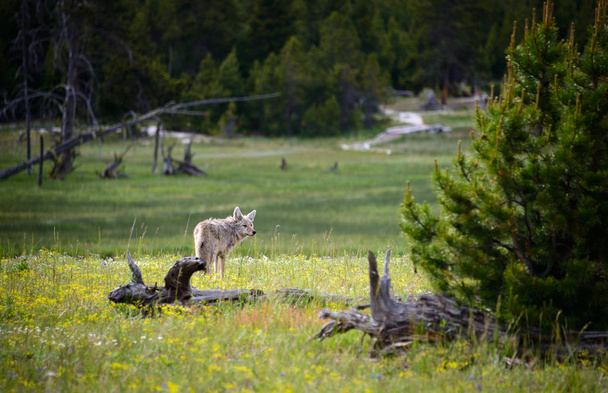 Yellowstone National Park, Wyoming - Zdjęcie, obraz