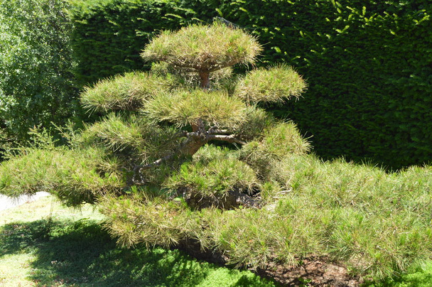 Zöld ívelt bonsai fa nő a japán kert. Japán stílusú táj design - Fotó, kép