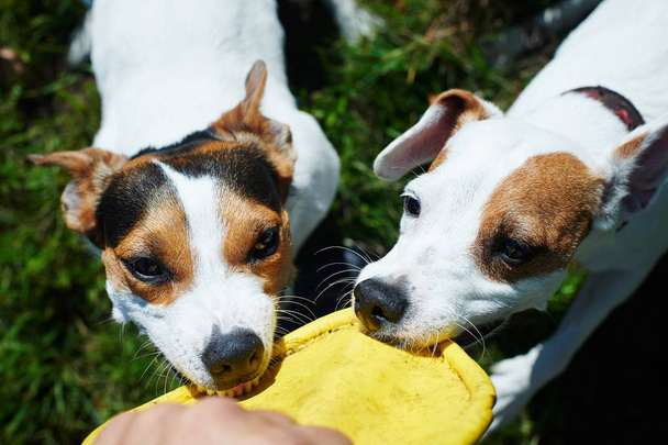 Jack russells fight over toy - Photo, Image