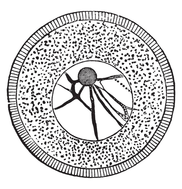 Vajíčko mořského ježka, ukazující radiálně pruhované buněčné membrány protoplazmu, vintage kreslení čar nebo gravírování obrázku. - Vektor, obrázek