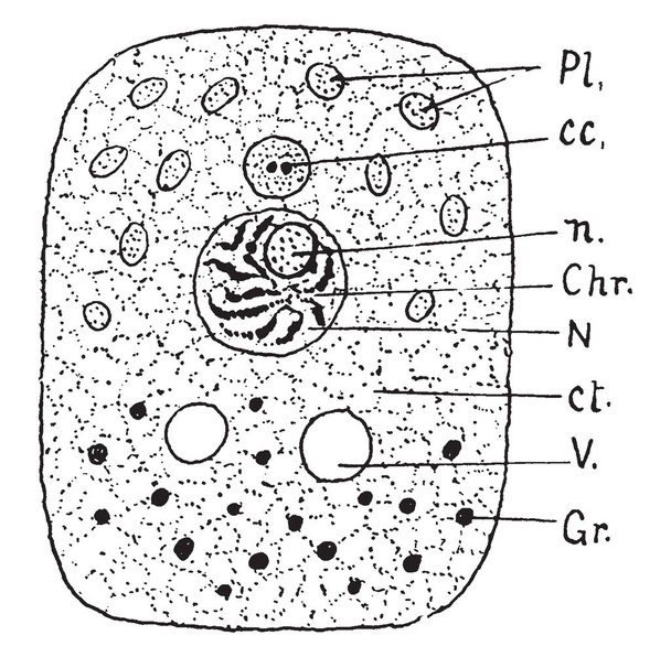 Ένα κύτταρο αποτελείται από τρία μέρη, εκλεκτής ποιότητας γραμμικό σχέδιο ή απεικόνιση χαρακτική. - Διάνυσμα, εικόνα