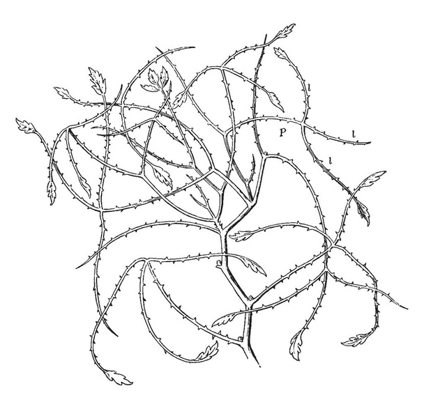 Obrázek ukazující australský Blackberry listy. Je to keř velmi trnitá rostlina. Stonky, větve jsou nepravidelně a listy zřídkakdy, vintage kreslení čar nebo gravírování obrázku. - Vektor, obrázek