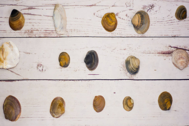 Συλλογή από κοχύλια αχιβάδα τοποθετούνται σε ένα λευκό ξύλινο τραπέζι - Φωτογραφία, εικόνα