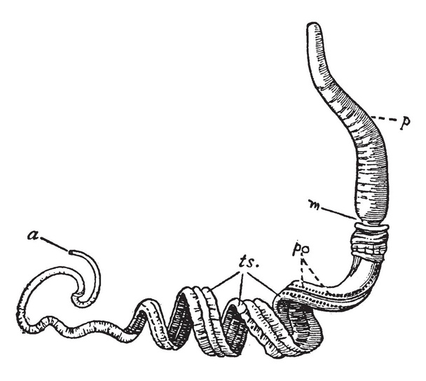 Balanoglossus é um gênero de vermes de bolota que habita o oceano de grande interesse zoológico, porque sendo um Hemichordate, desenho de linha vintage ou gravura ilustração
. - Vetor, Imagem