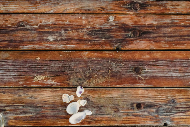 Seashells em placas de madeira no verão, com espaço para escrever texto
. - Foto, Imagem