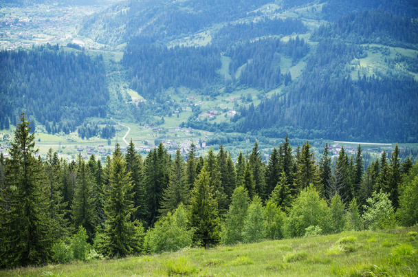 Pine en spits in de bergen in de zomer - Foto, afbeelding