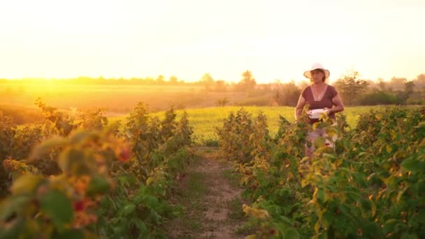 An elderly woman in white trousers, a brown T-shirt and a white hat rips raspberry berries from a bush and puts them in a white bowl, a raspberry picker harvesting on a sunset background - Video