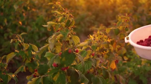 Close-up de uma mão feminina que gentilmente tira uma framboesas maduras de um arbusto em um fundo de pôr do sol, colhendo framboesas em uma plantação, coletor de framboesa
 - Filmagem, Vídeo