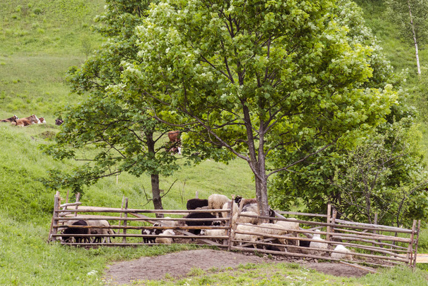schapen op een boerderij in de bergen van West-Oekraïne - Foto, afbeelding