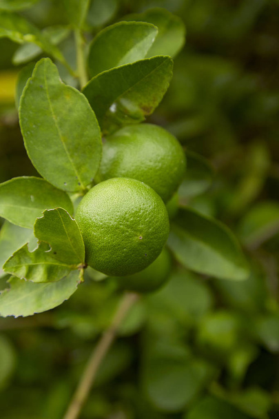 Magas, szög, kilátás a Limes lóg a növények - Fotó, kép