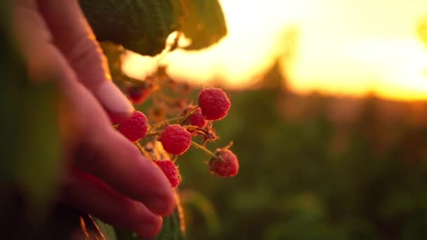 Close-up de uma mão feminina que gentilmente tira uma framboesas maduras de um arbusto em um fundo de pôr do sol, colhendo framboesas em uma plantação, um colhedor de framboesa
 - Filmagem, Vídeo