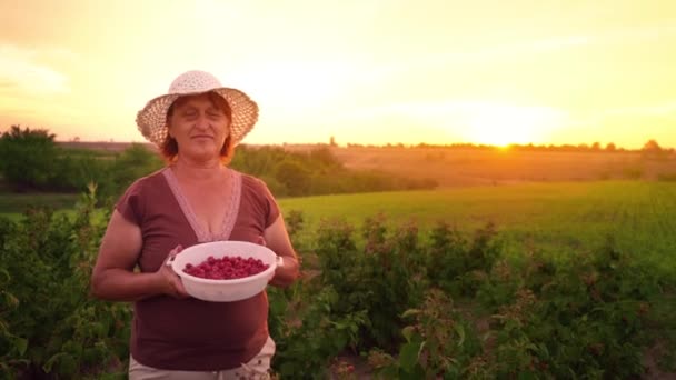 Portrait of a woman in white pants, a brown T-shirt and a white hat with a bowl of raspberries on the sunset background, a raspberry picker - Кадри, відео