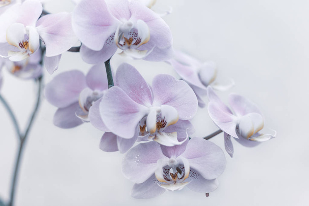 Красивые нежные цветы орхидеи, снятые в мягком свете
 - Фото, изображение