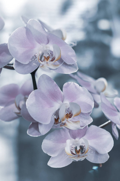 Hermosas flores delicadas de orquídea filmadas en luz suave
 - Foto, Imagen